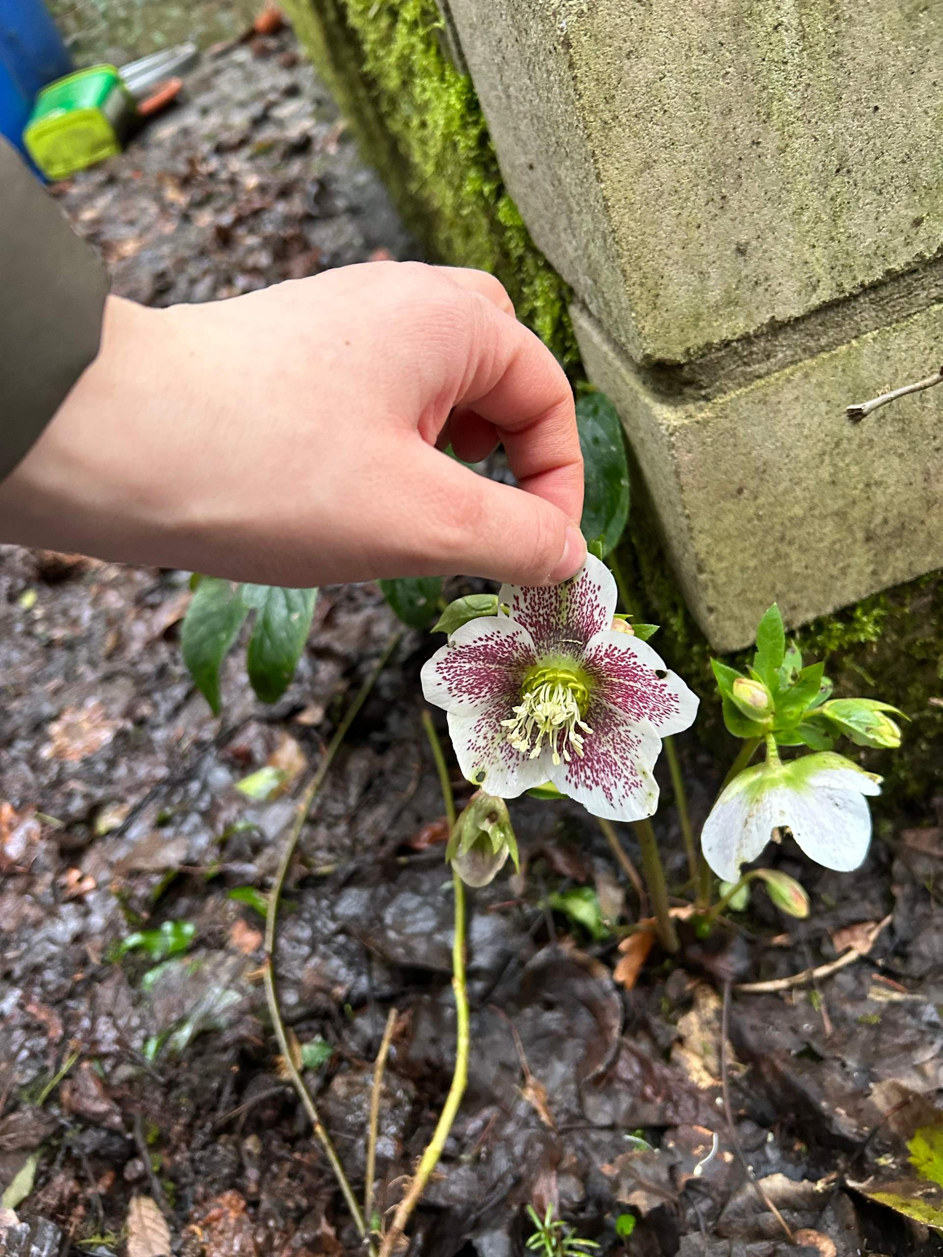 Welche Blume ist das, sie blüht im Moment? (Blumen, Pflanzenbestimmung)