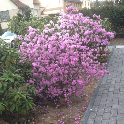 Nr 1 rosa - (Biologie, Garten, Pflanzen)