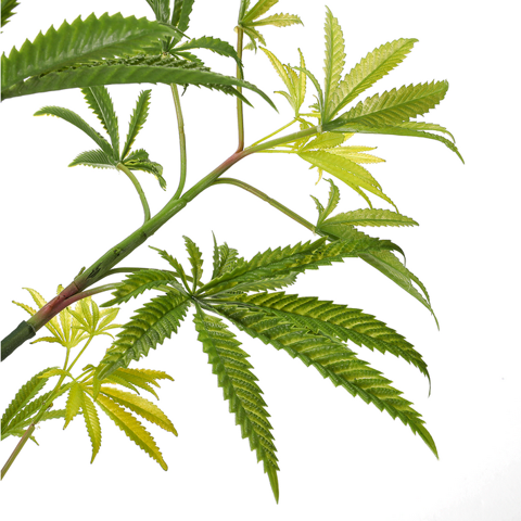 Welche Cannabis Pflanze sieht da von Besser , bsw echter aus?