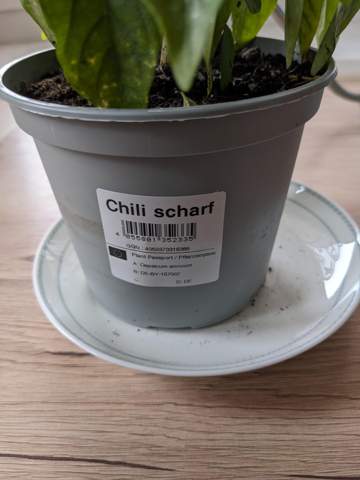 Welche Chili ist das?