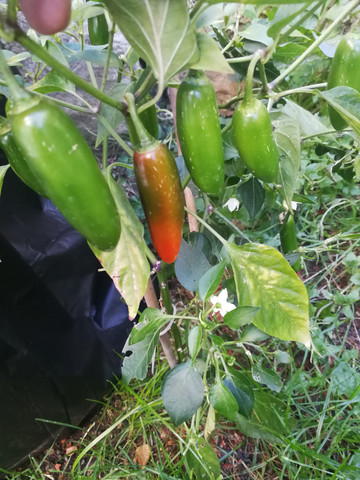 - (Garten, scharf, Chili)