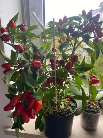 - (kochen, Pflanzen, Garten)