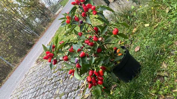 - (kochen, Pflanzen, Garten)