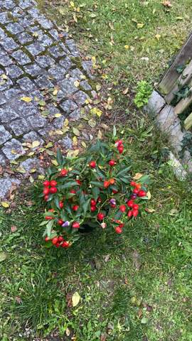 - (kochen, Pflanzen, Garten)