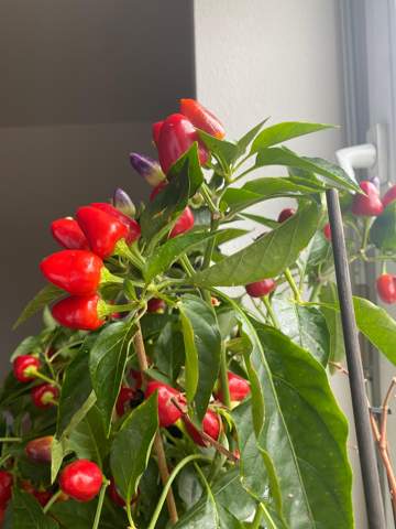 - (kochen, Pflanzen, Garten)