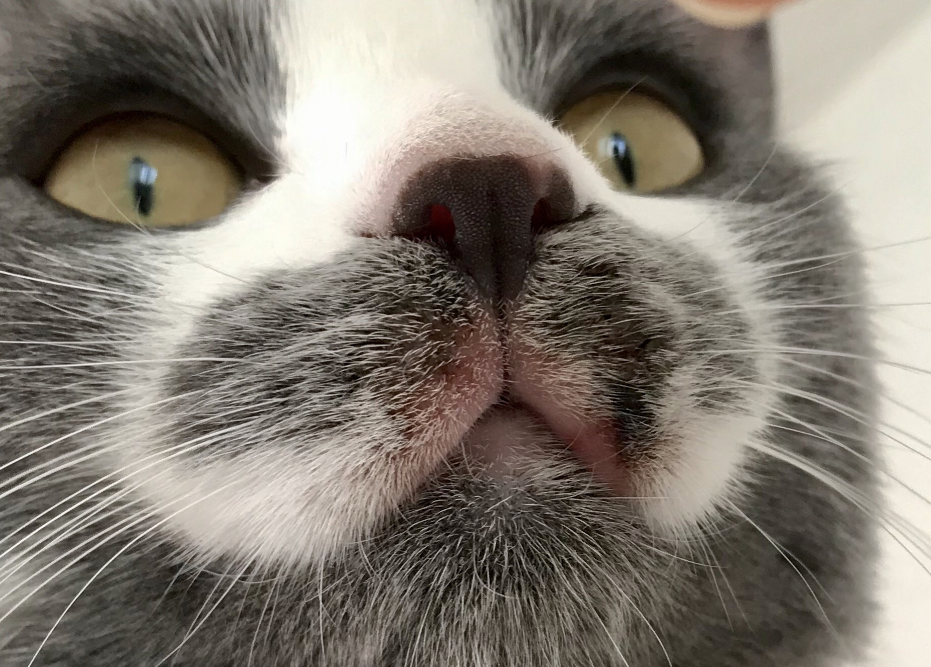 welche cremes kann ich meiner katze an der oberlippe auftragen gesundheit und medizin tiere entzundung