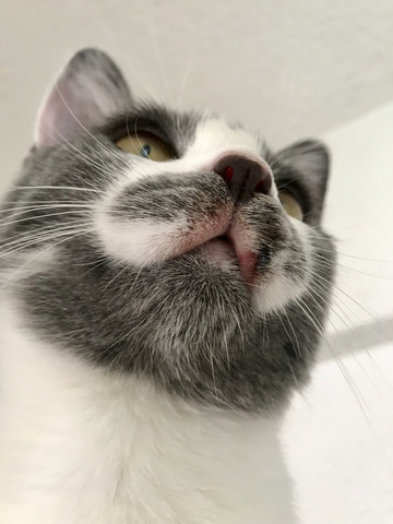 welche cremes kann ich meiner katze an der oberlippe auftragen gesundheit und medizin tiere entzundung