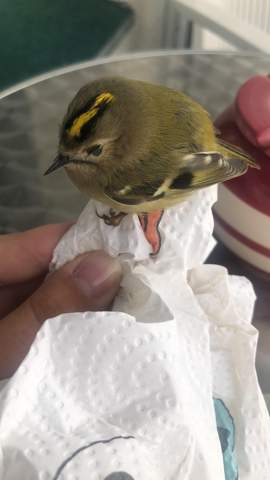- (Tiere, Biologie, Vögel)