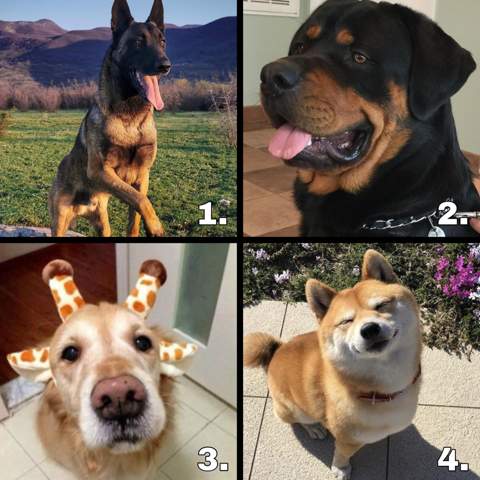 Welche dieser Hunderassen gefällt euch am besten (#2)?