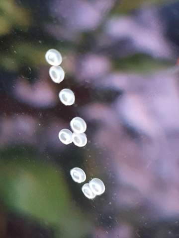 Welche Eier sind das (siehe foto)? (Tiere, Fische, Aquarium)