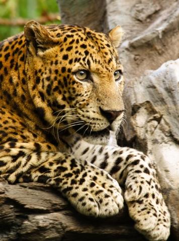 Bild eines Leoparden - (Tiere, Eigenschaften, Wolf)