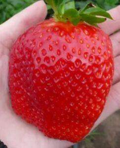 Welche Erdbeere würdet ihr am liebsten Essen?