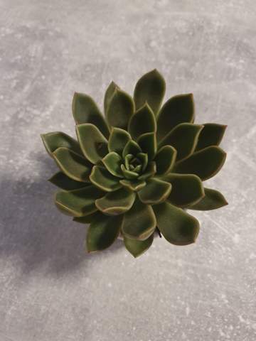 - (Pflanzen, Garten, Erde)