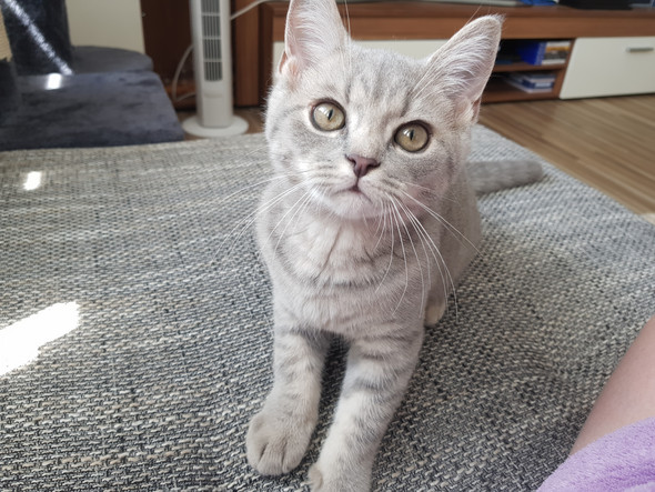 Welche Farbbezeichnung Hat Mein Bkh Kater Tiere Katze