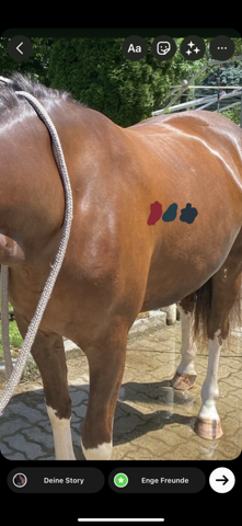 Welche farbe für einen fuchs pferd?