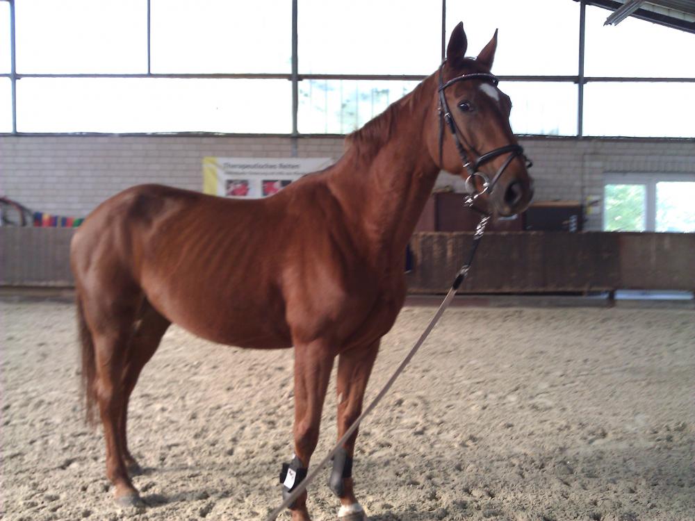 Welche Farbe für ne Fuchsstute? :s (Pferde, Reitsport)