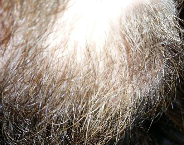 Welche Farbe Haarfarbe Ist Das Haare Beauty Manner