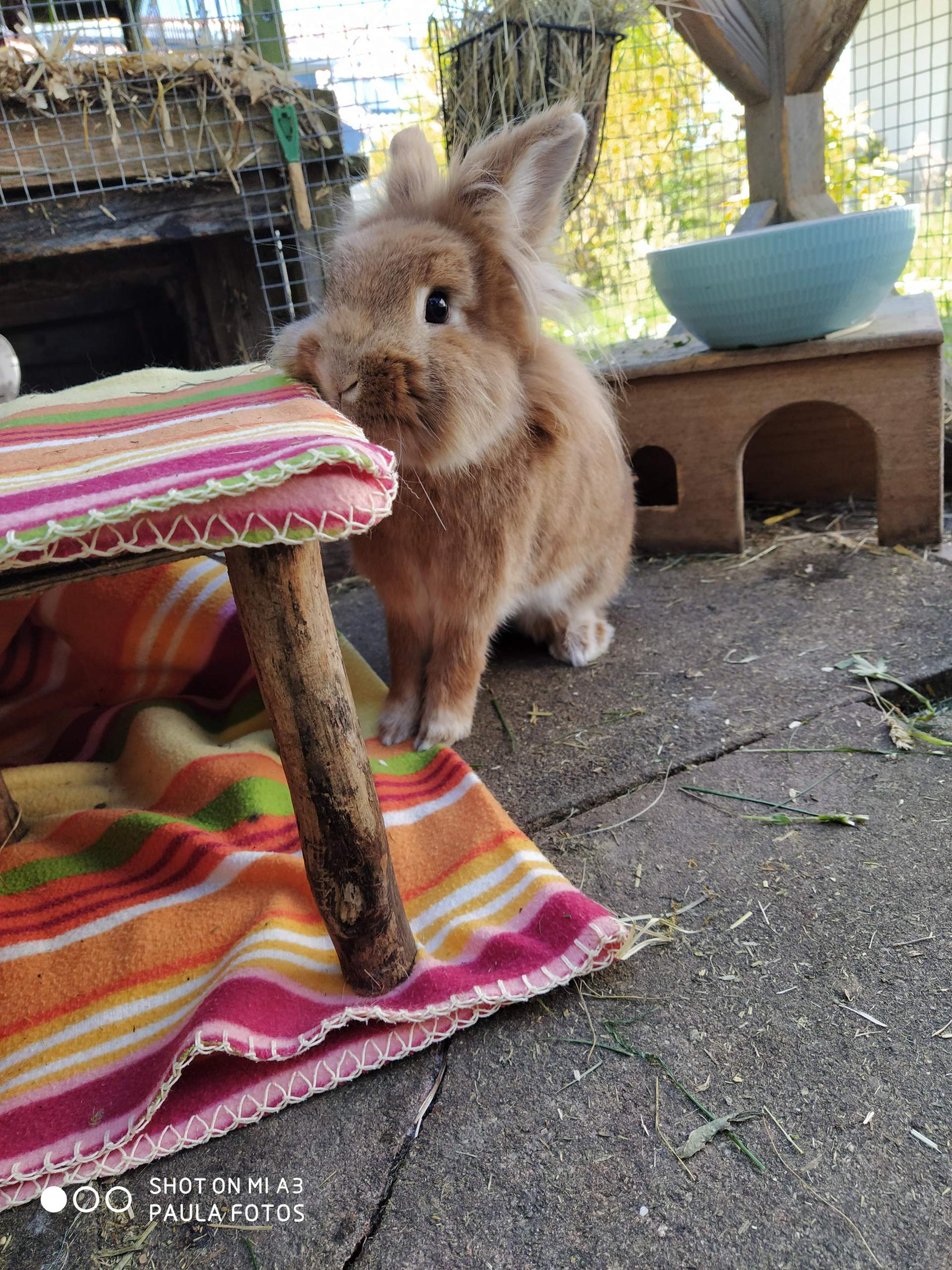 Welche Farbe haben die Krallen eurer Kaninchen? (Liebe, Tiere, Gras)