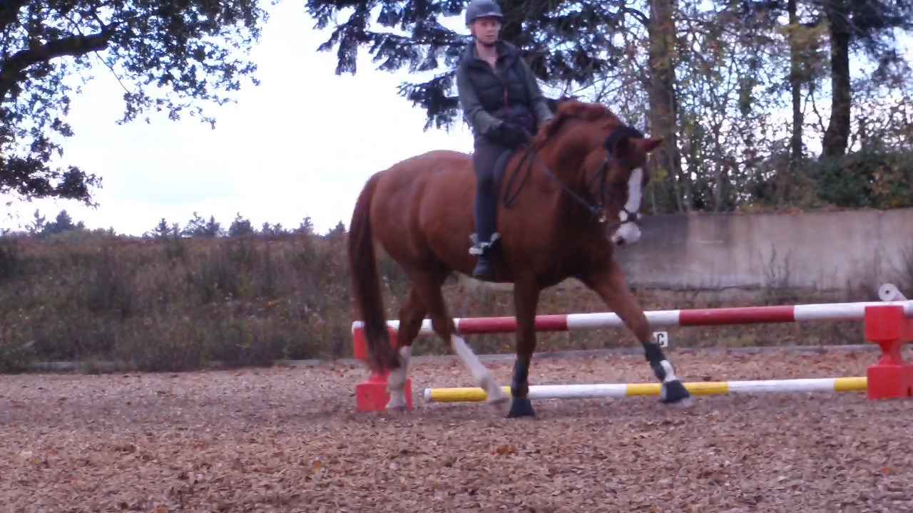 Mein Pferd Und Ich 2 Download Kostenlos Mein Pferd Und Ich 2 Download Kostenlos