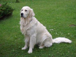 Welche Farbe wird der Hund später haben? (Welpen, Golden Retriever) - 1 Big Welche Farbe wird der Hund später haben? (Welpen, Golden Retriever) - 1 Big