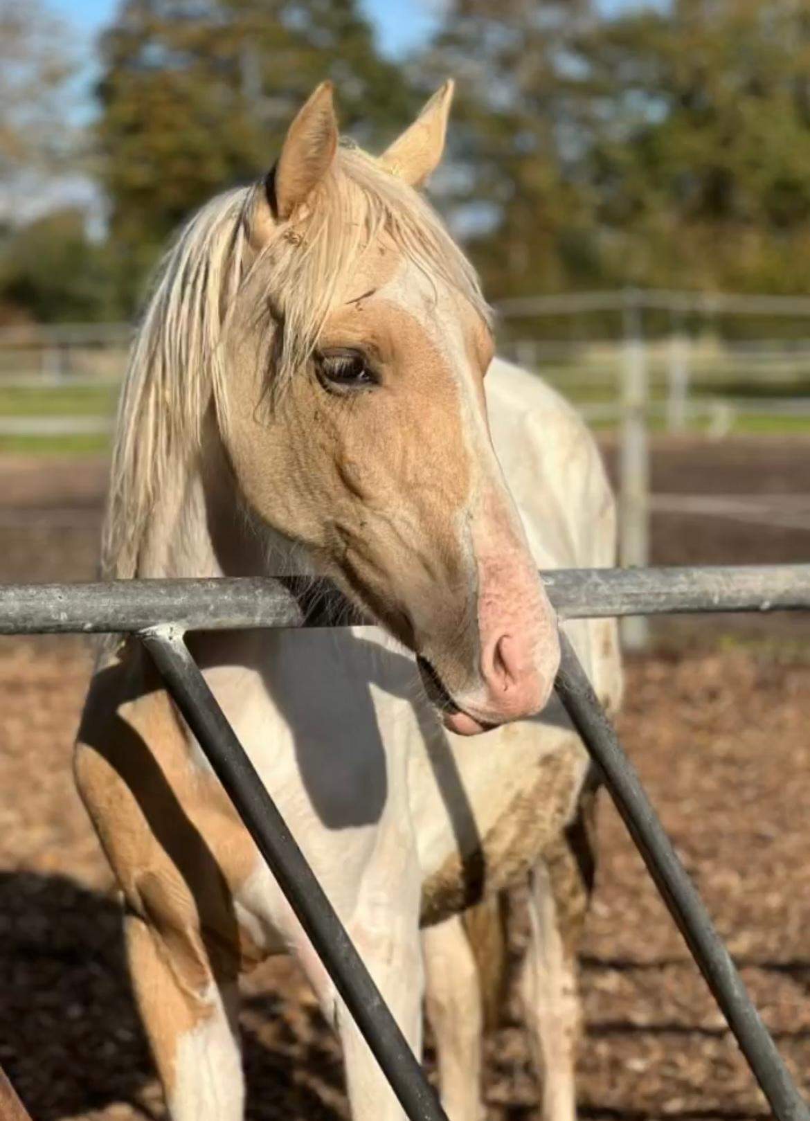 Welche Farbe würde das Fohlen bekommen? (Tiere, Pferd, Reiten)