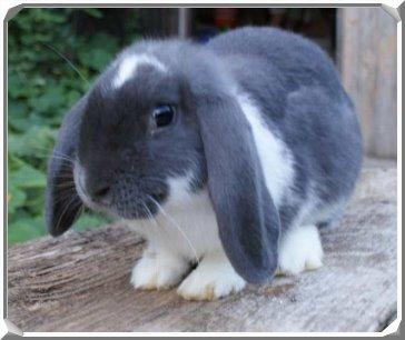 Welche Fellfarben Konnten Die Kaninchenbabys Haben Kaninchen Fellfarbe