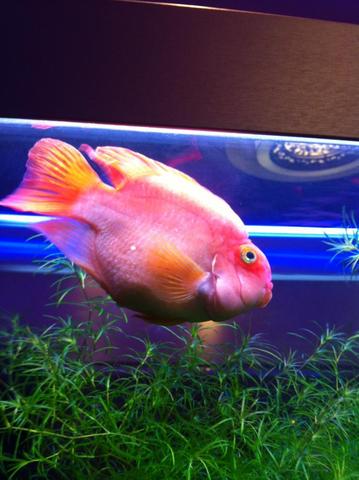 Bild1 - (Tiere, Fische, Aquarium)