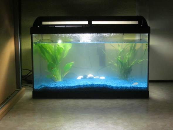 Welche Fische für Anfänger? (Aquarium)