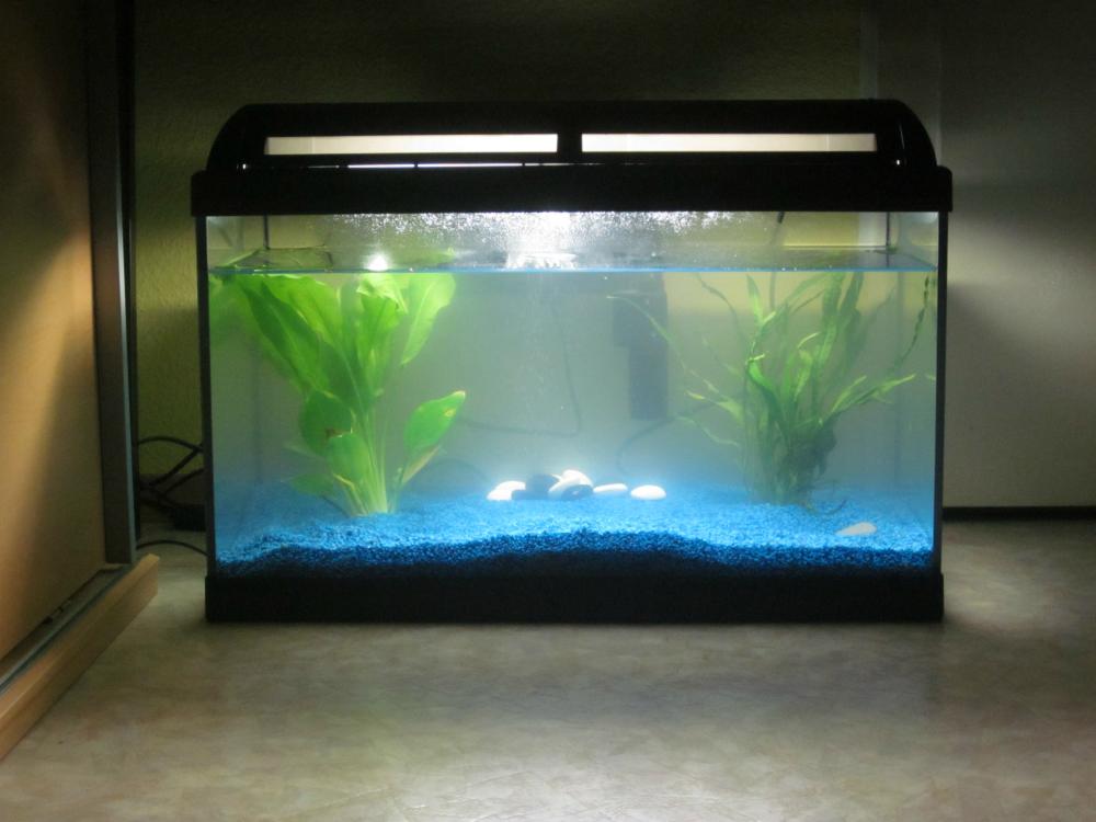 Welche Fische für Anfänger? (Aquarium)