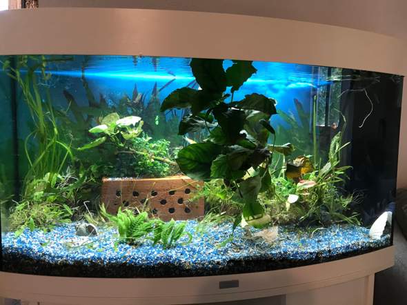Welche Fische in 120 liter Aquarium? (Tiere)