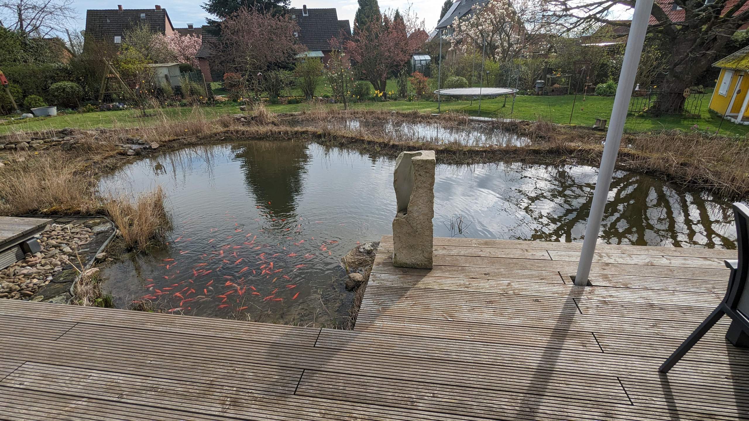 Welche Fische kann mit mit Goldfischen zusammen im Gartenteich halten