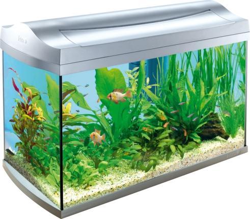 Aquarium - (Fische, Aquarium, Aquaristik)