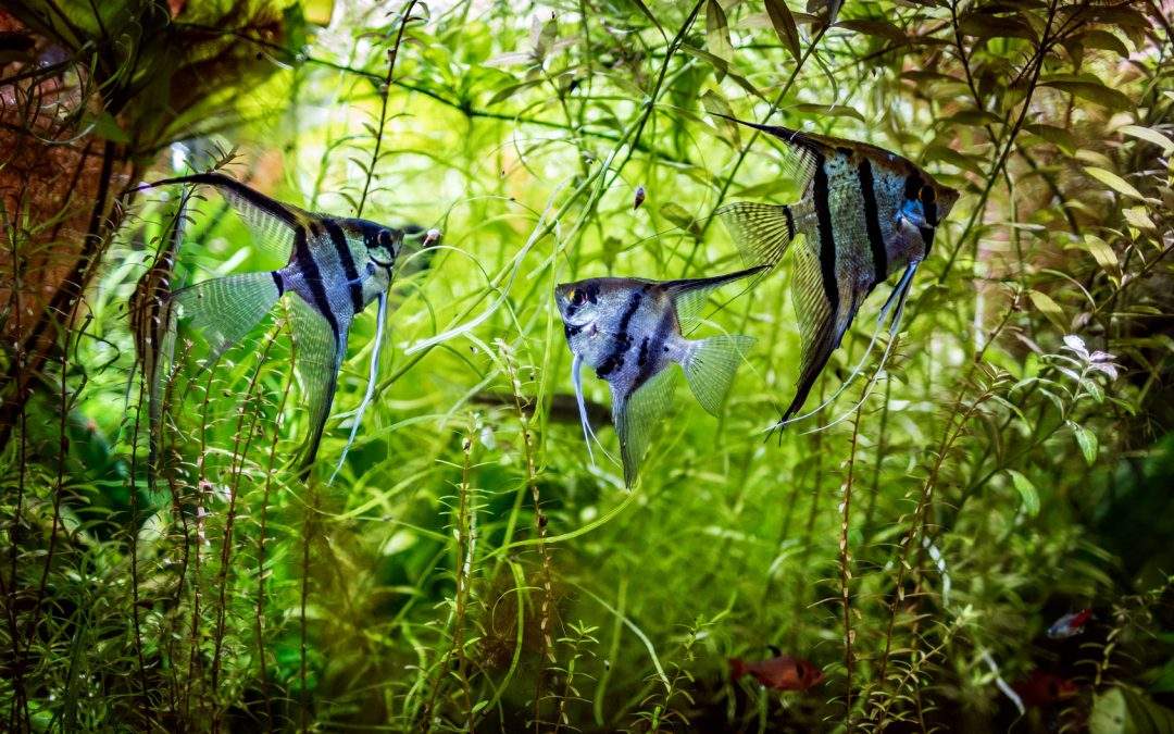Welche Fische sind passend zu Garnelen? (Aquarium, Aquaristik)