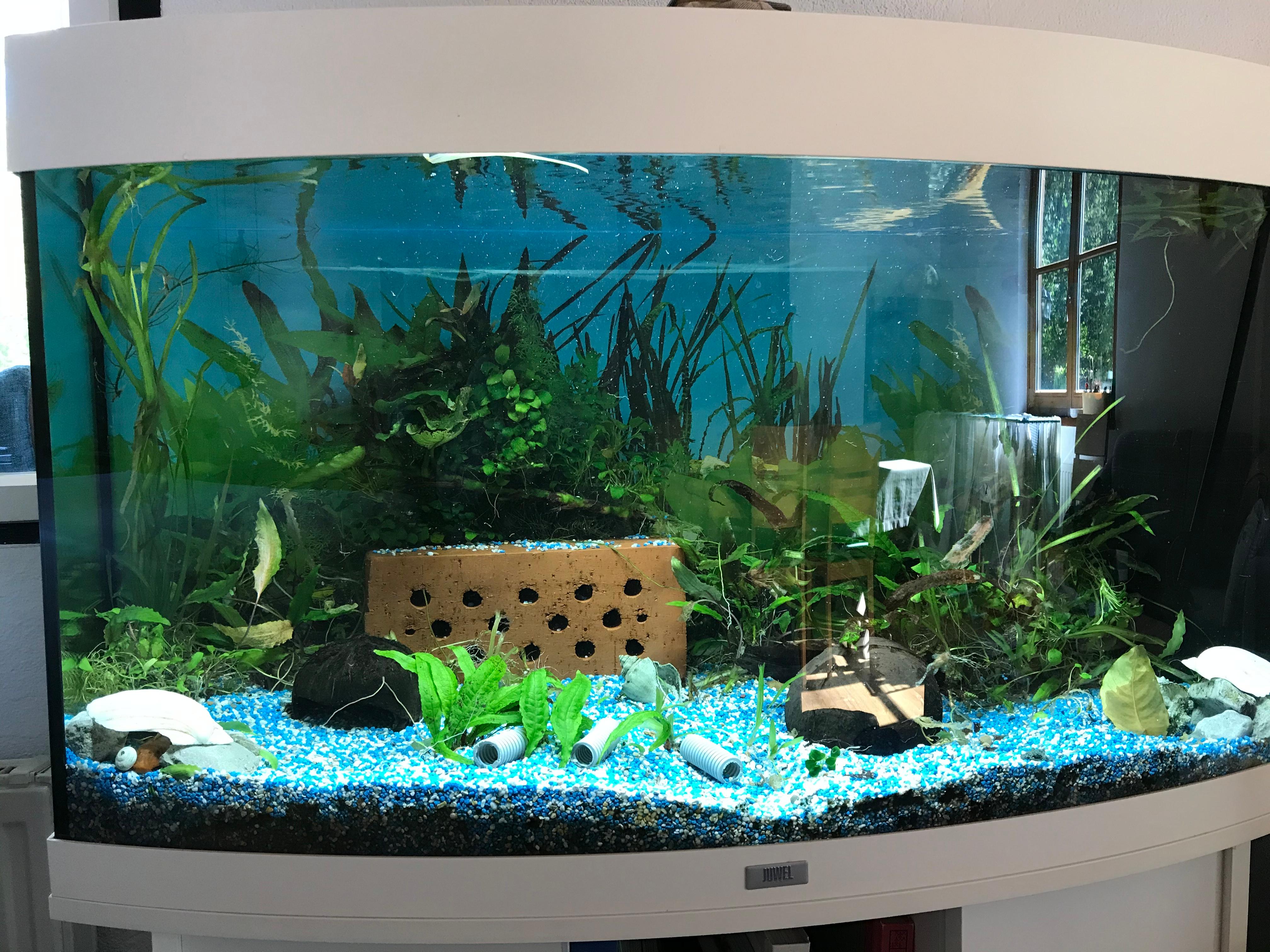 Welche Fische würden ins 180 Liter Aquarium dazupassen? (Besatz)