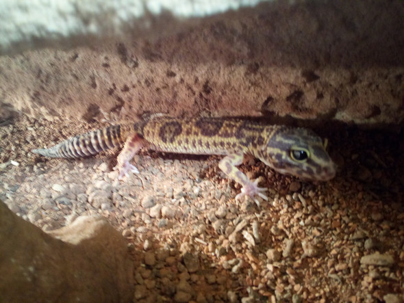 - (Name, Farbe, Terrarium)