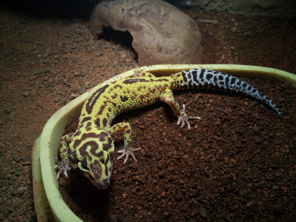 - (Name, Farbe, Terrarium)