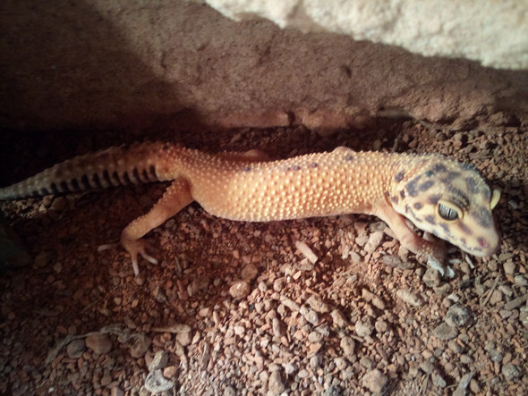- (Name, Farbe, Terrarium)