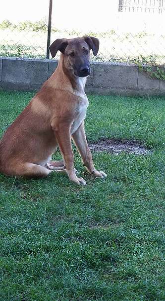 welche fragen sollte ich dem verkaufer des hundes stellen hund tierheim