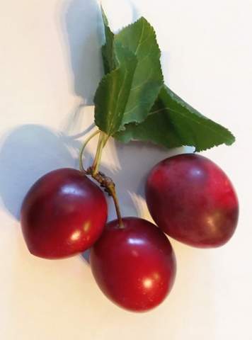 Welche Frucht Habe Ich Hier Pflanzen Obst Essen Und Trinken Welche Frucht Habe Ich Hier Pflanzen Obst Essen Und Trinken
