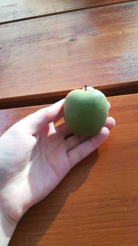 Welche Frucht Ist Das Baum Pelzig Kroatien Welche Frucht Ist Das Baum Pelzig Kroatien
