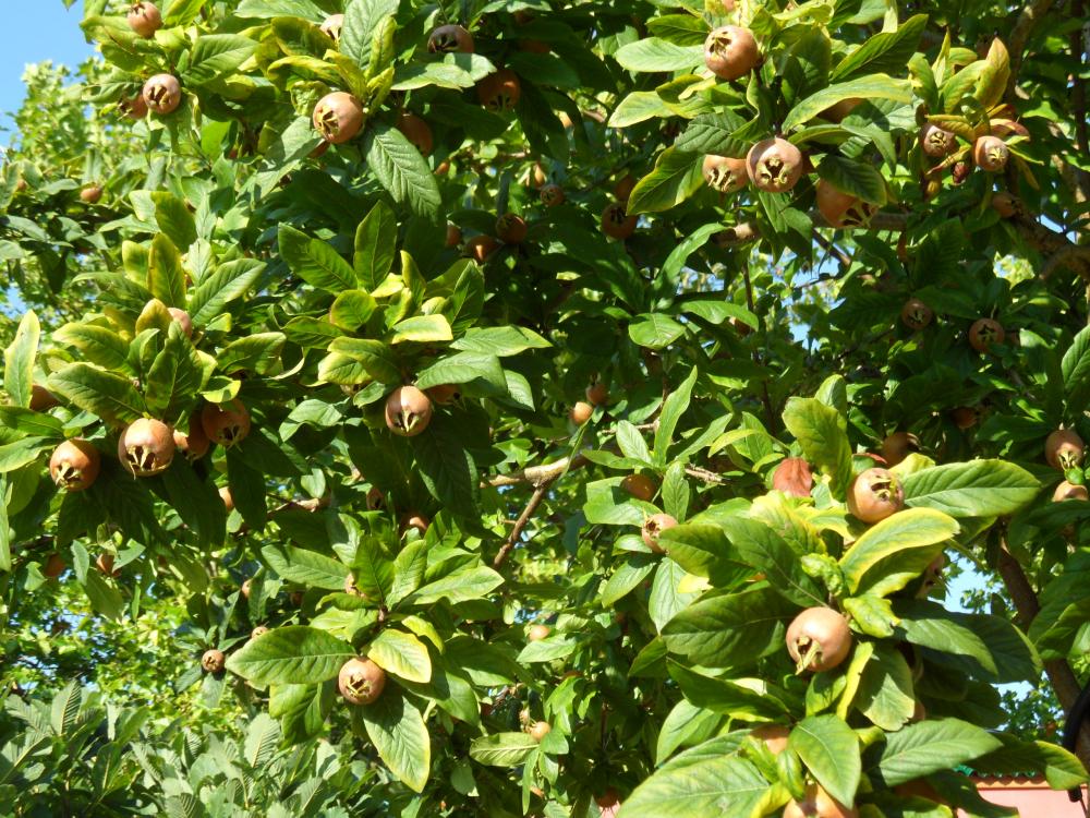 Welche Früchte hat dieser Baum, der auch in den 