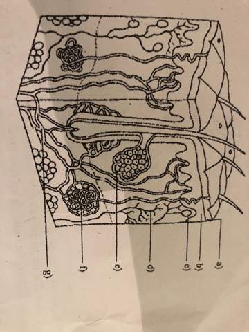 Welche Funktion Hat Haut Biologie Welche Funktion Hat Haut Biologie