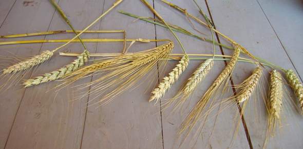 Getreide - (Biologie, Pflanzen, backen)