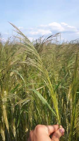- (Garten, Natur, Landwirtschaft)