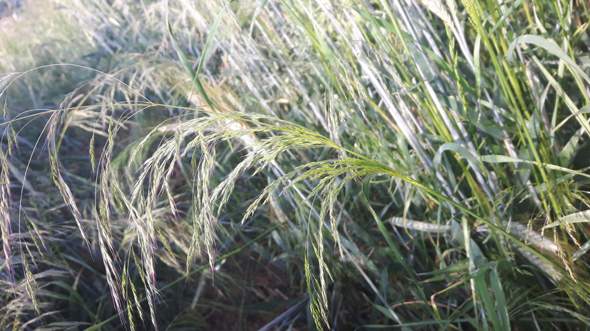 - (Garten, Natur, Landwirtschaft)