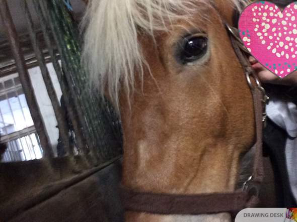 Welche Grosse Knotenhalfter Tiere Pferde Reiten