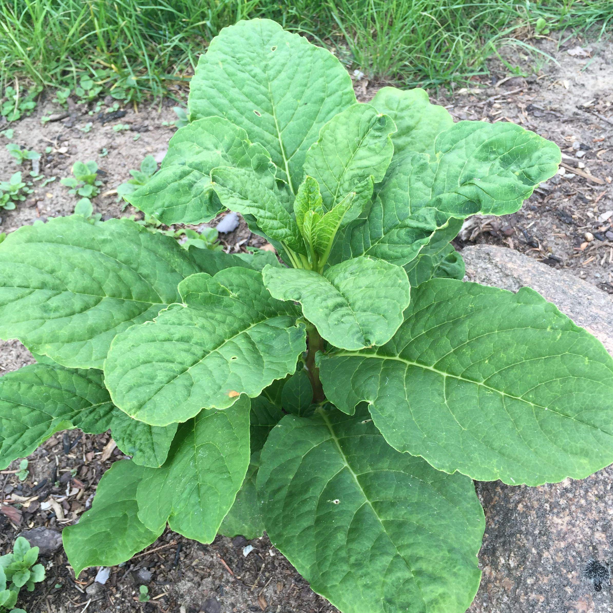 Welche großblättrige Pflanze ist das? (Pflanzen, Garten) Welche großblättrige Pflanze ist das? (Pflanzen, Garten)