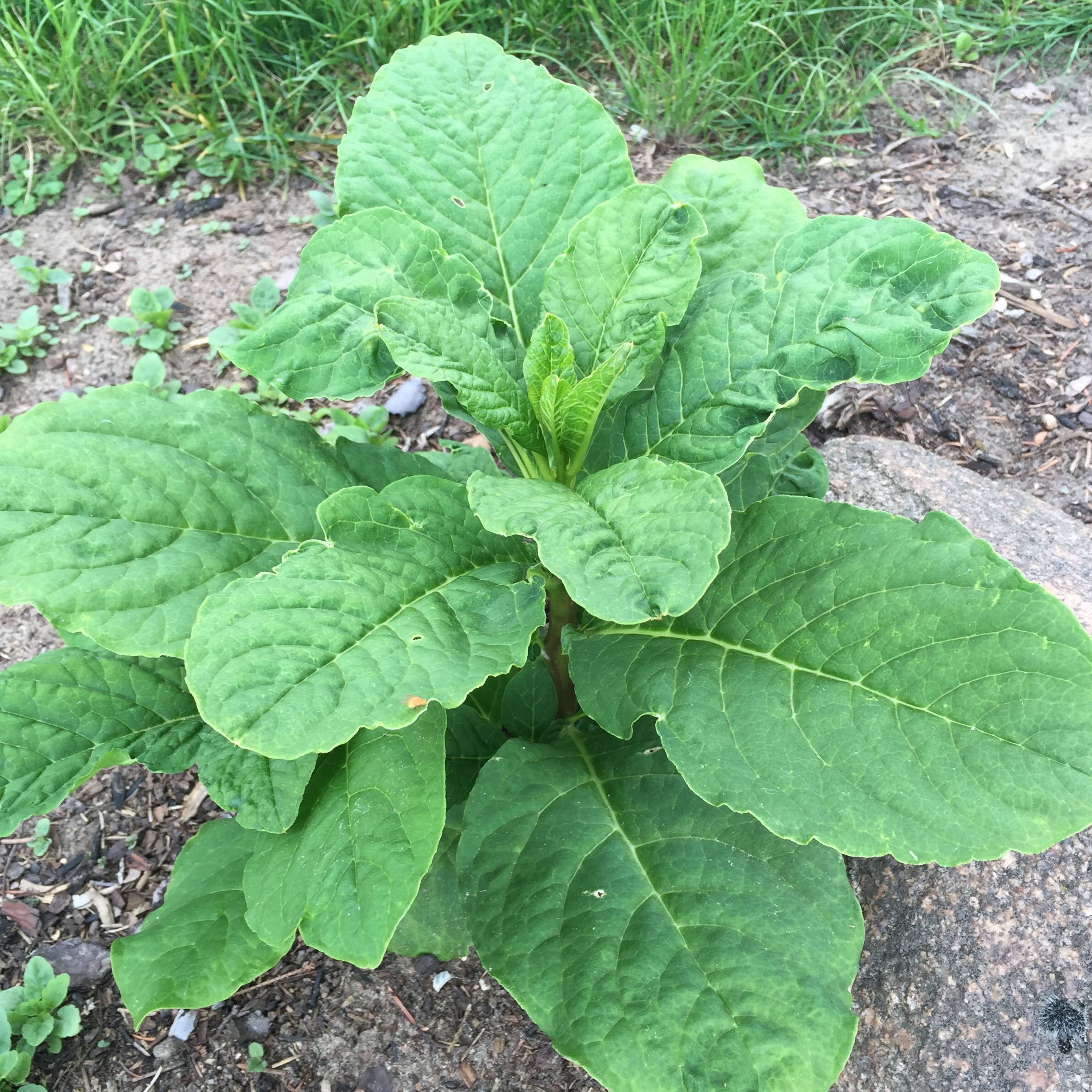 Welche großblättrige Pflanze ist das? (Pflanzen, Garten)