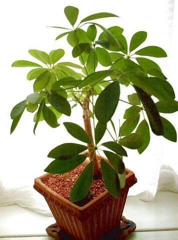 Schefflera Schefflera