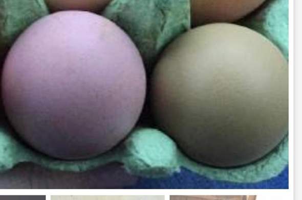 Welche Hennen legen diese Eierfarbe: (alt)rosa bis olivgrün/lila/violett?